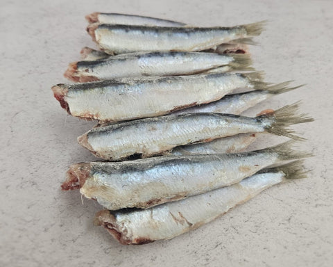 Sardine del Mediterraneo eviscerate e decapitate