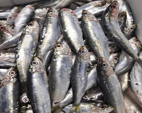 Sardine del Mediterraneo eviscerate e decapitate