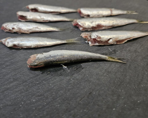Sardine del Mediterraneo eviscerate e decapitate