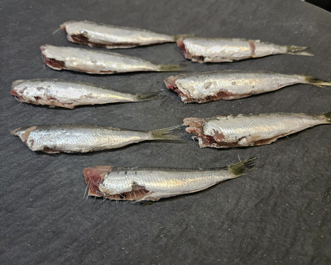 Sardine del Mediterraneo eviscerate e decapitate