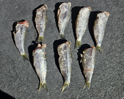 Sardine del Mediterraneo eviscerate e decapitate