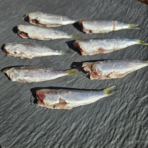 Sardine del Mediterraneo eviscerate e decapitate