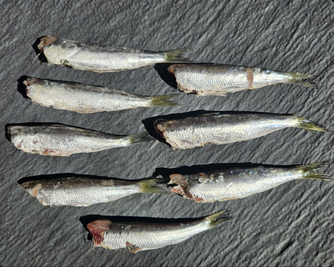 Sardine del Mediterraneo eviscerate e decapitate
